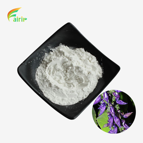 Coleus Forskohlii Extract Powder